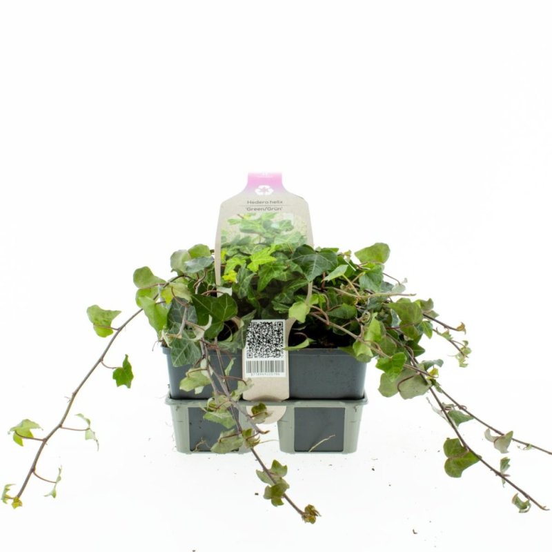 Hedera helix 6-Pack