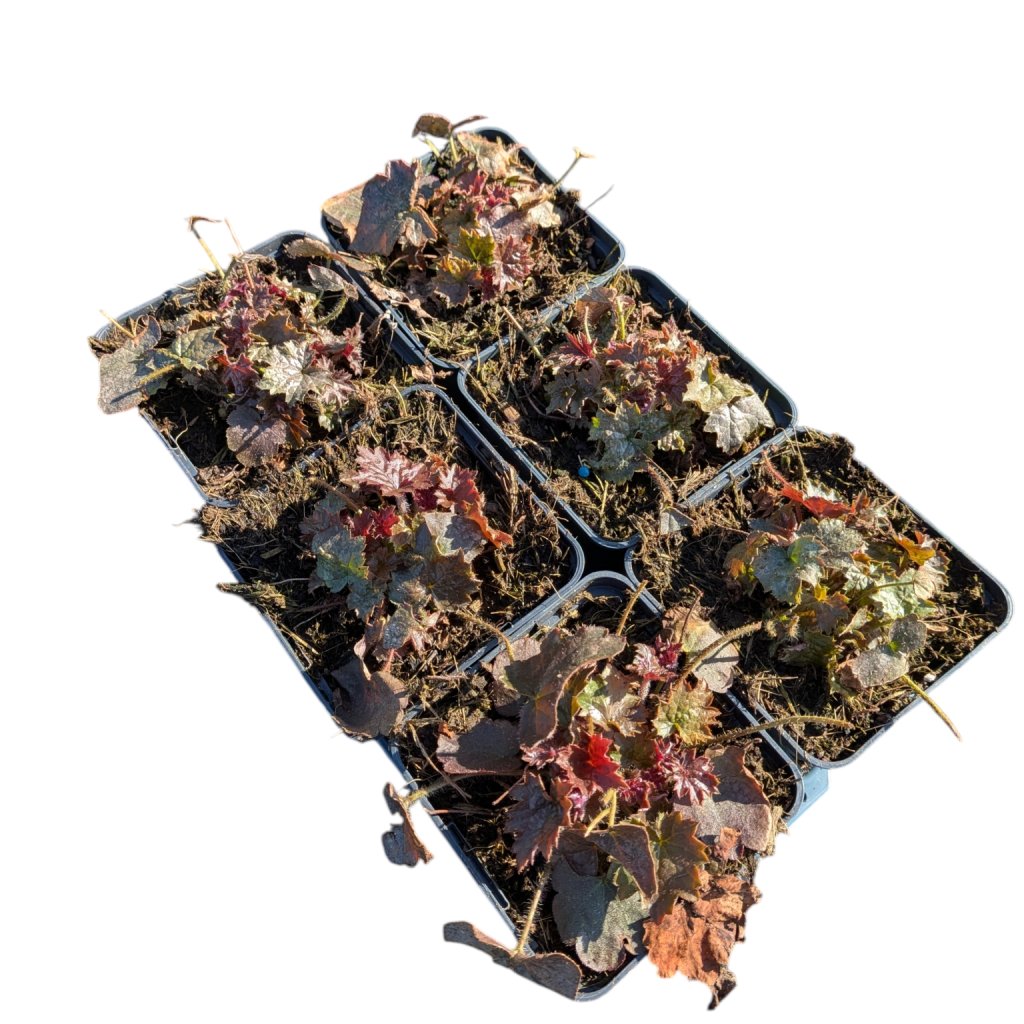 Heuchera micrantha 'Palace Purple' TB9x9