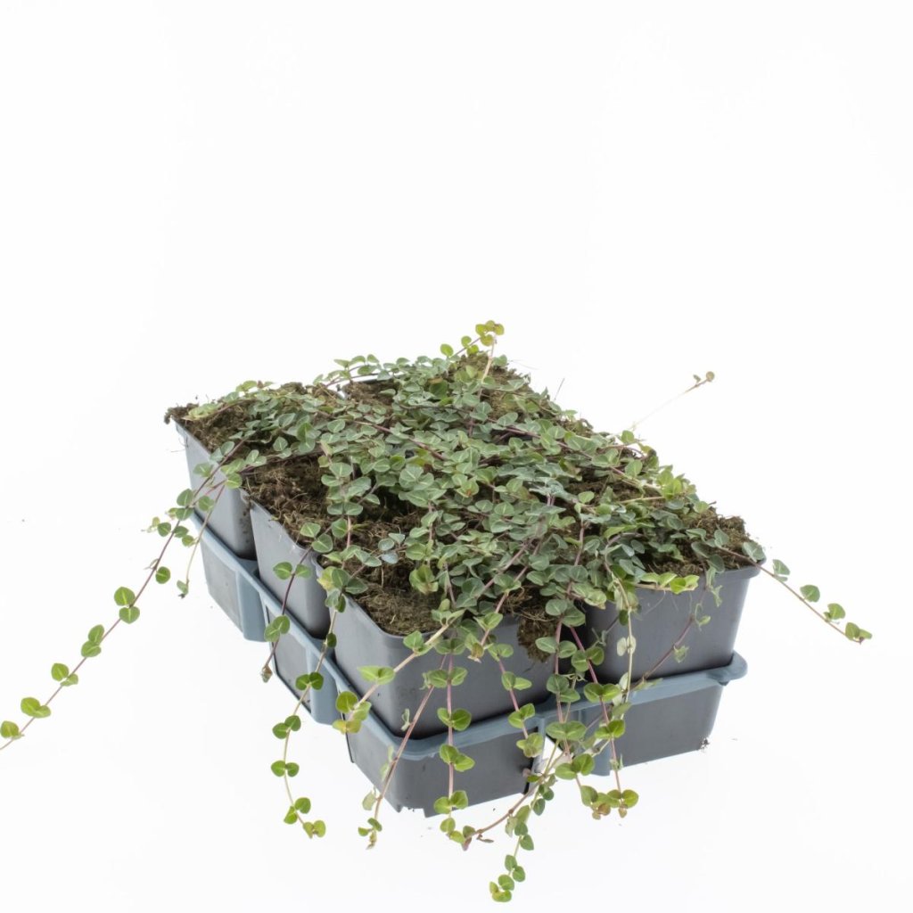 Mitchella repens Tb.9x9