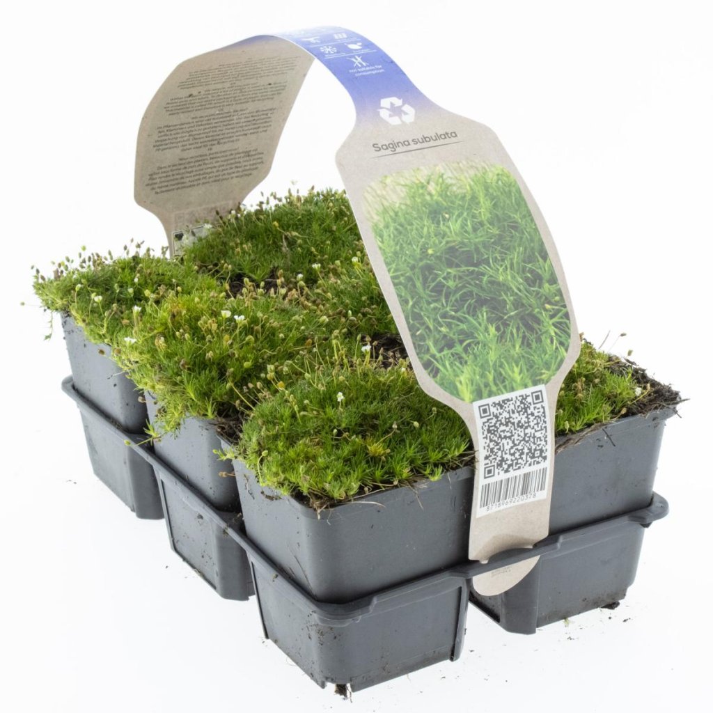 Sagina subulata 6-Pack