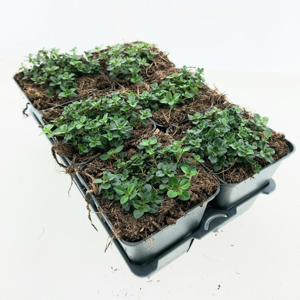 Thymus serpyllum TB9x9