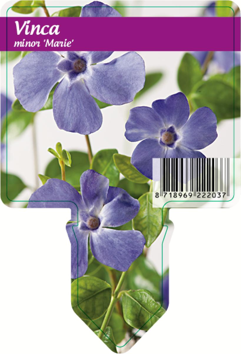 Vinca minor 'Marie®' (blau) TB9x9 