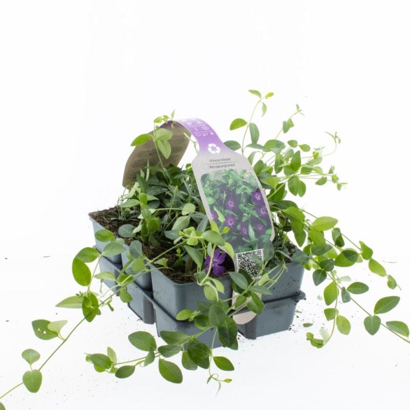 Vinca minor 'Atropurpurea' (rot) 6-Pack