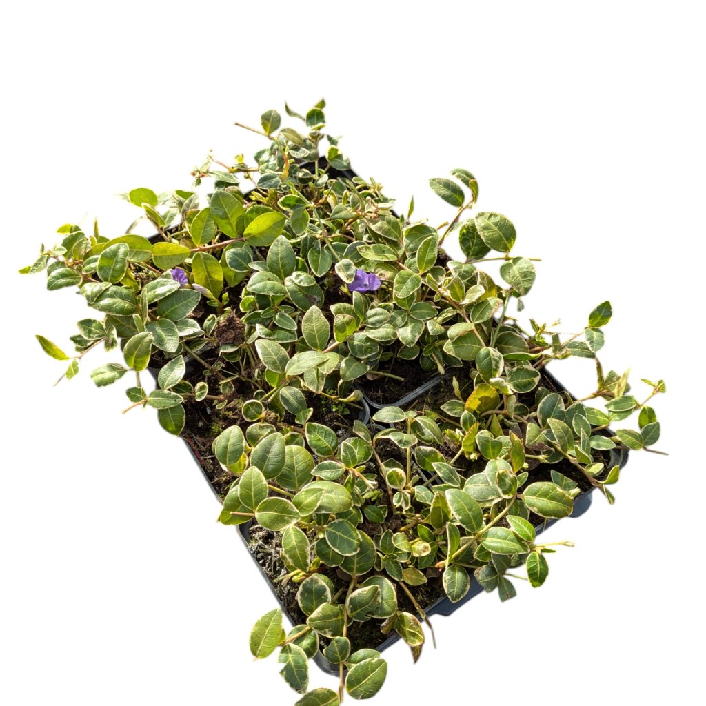 Vinca minor 'Ralph Shugert' TB9x9 