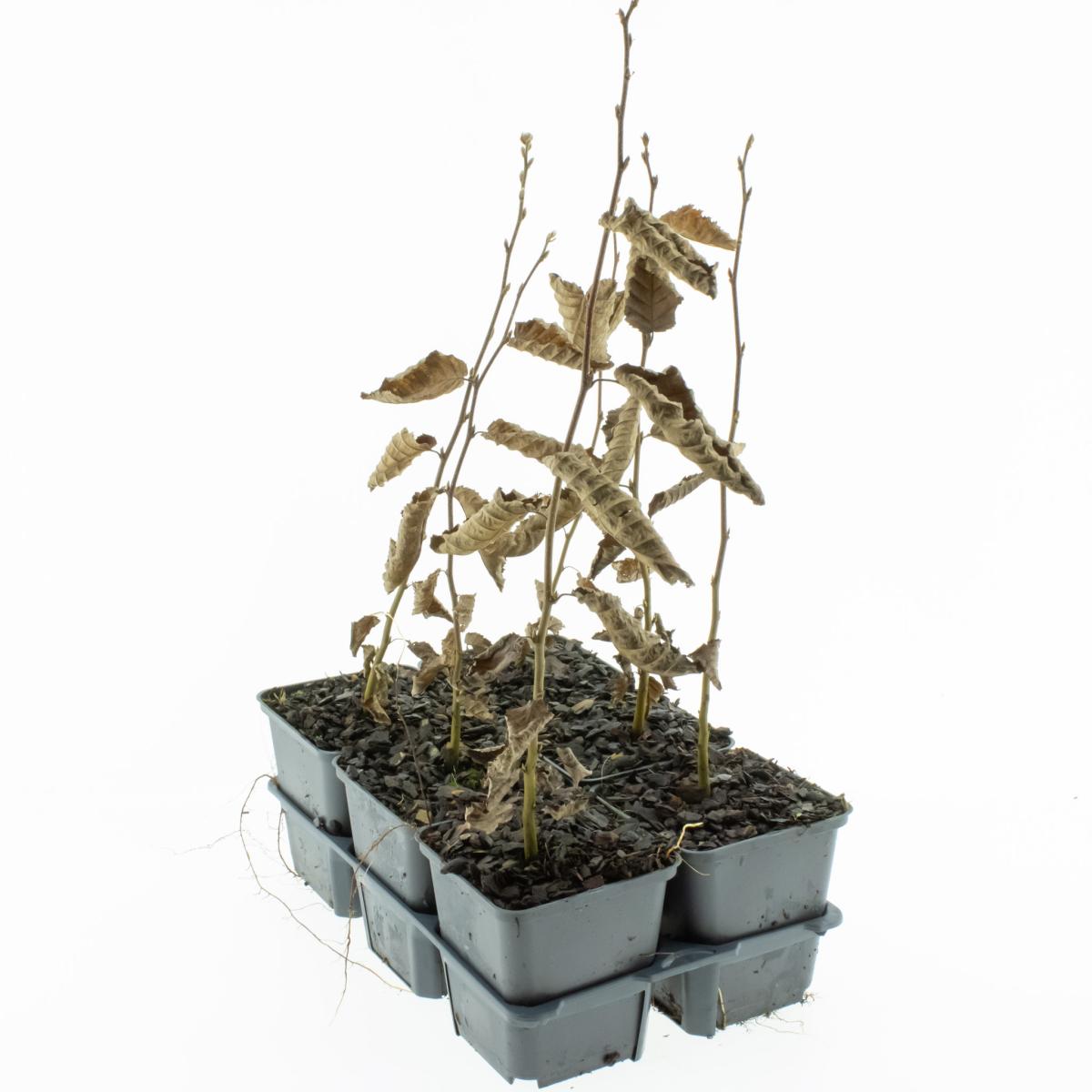 Carpinus betulus TB9x9 30/40