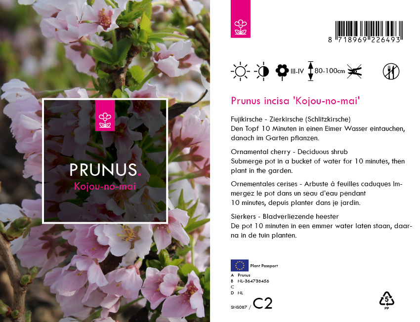 Prunus inc. 'Kojou-no-mai' C2 30/40