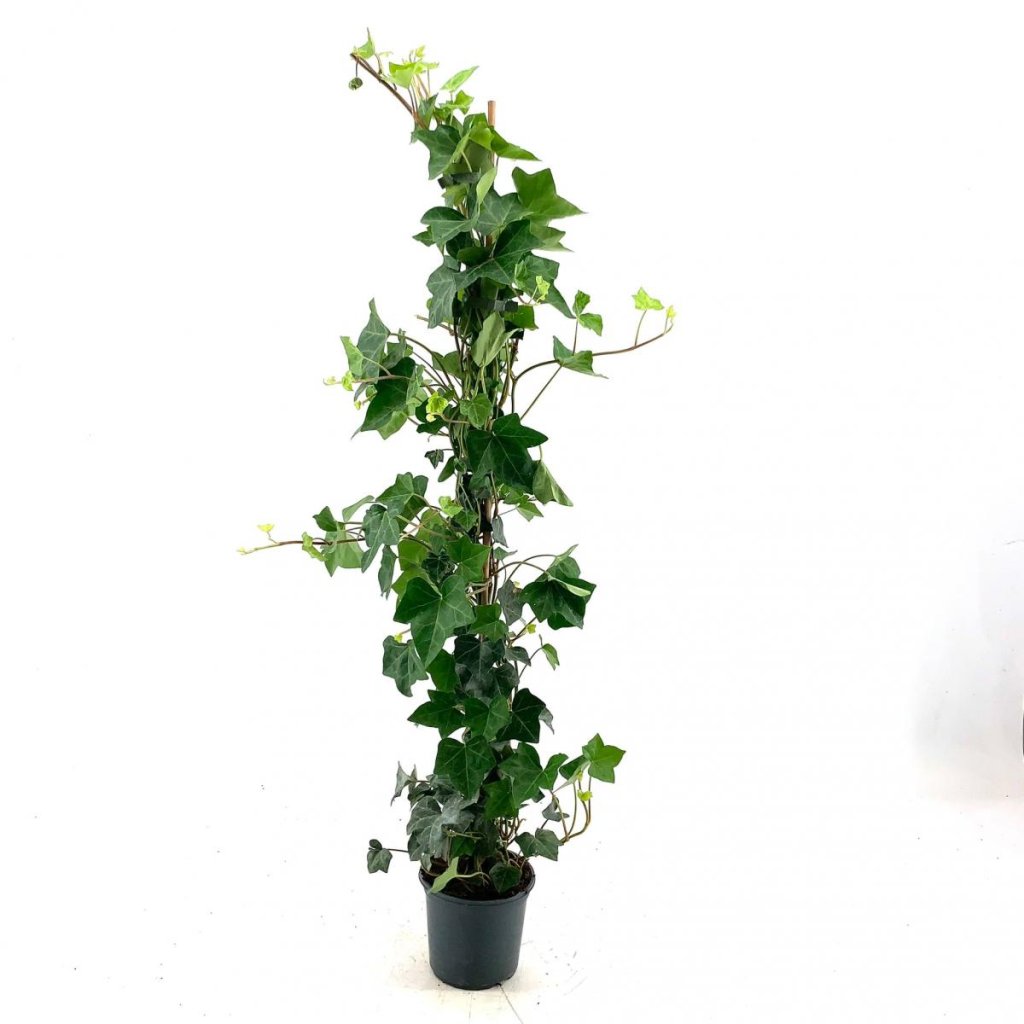 Hedera helix Hibernica C1 gest&auml;bt 80/100