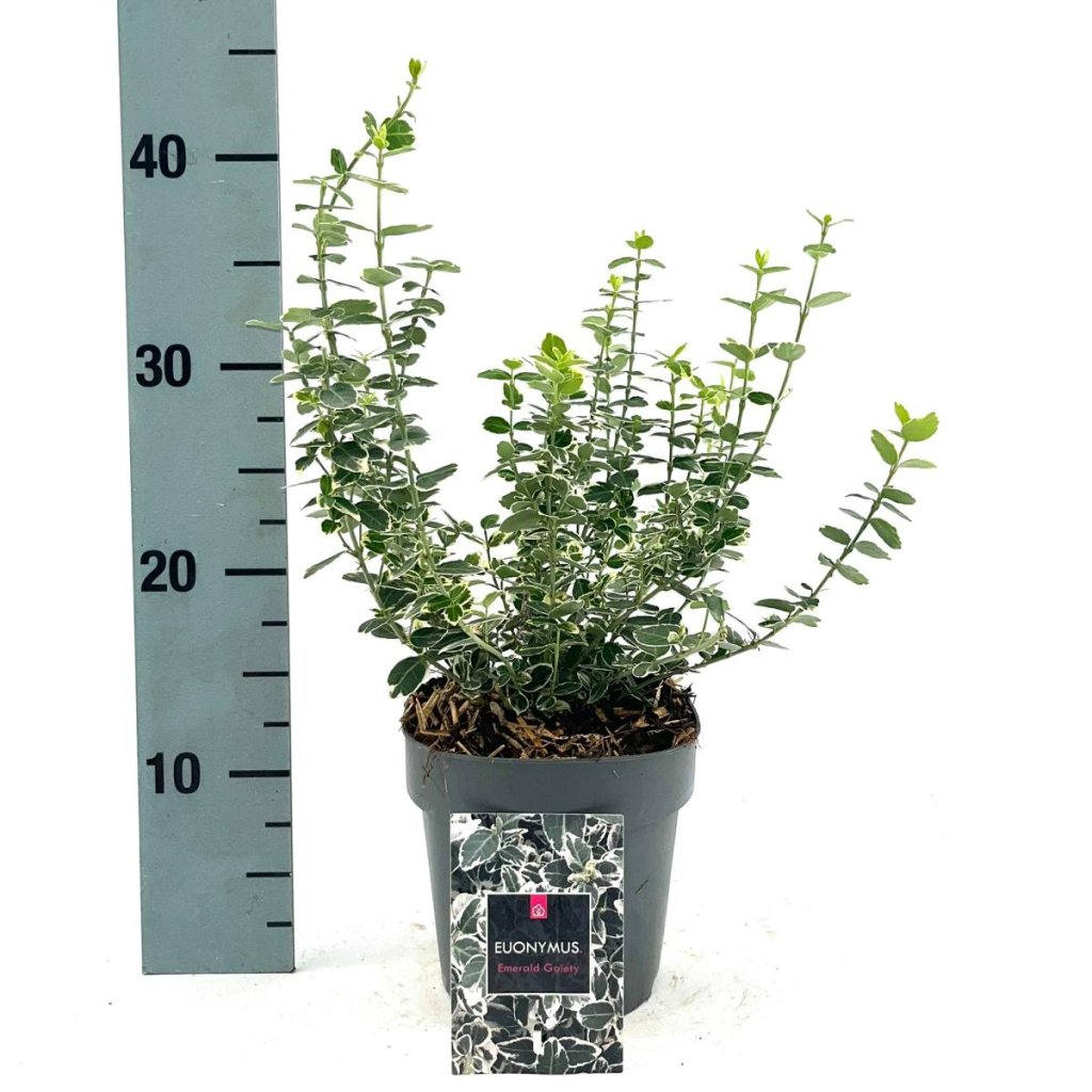Euonymus fort. 'Emerald Gaiety' C1.7 20/30