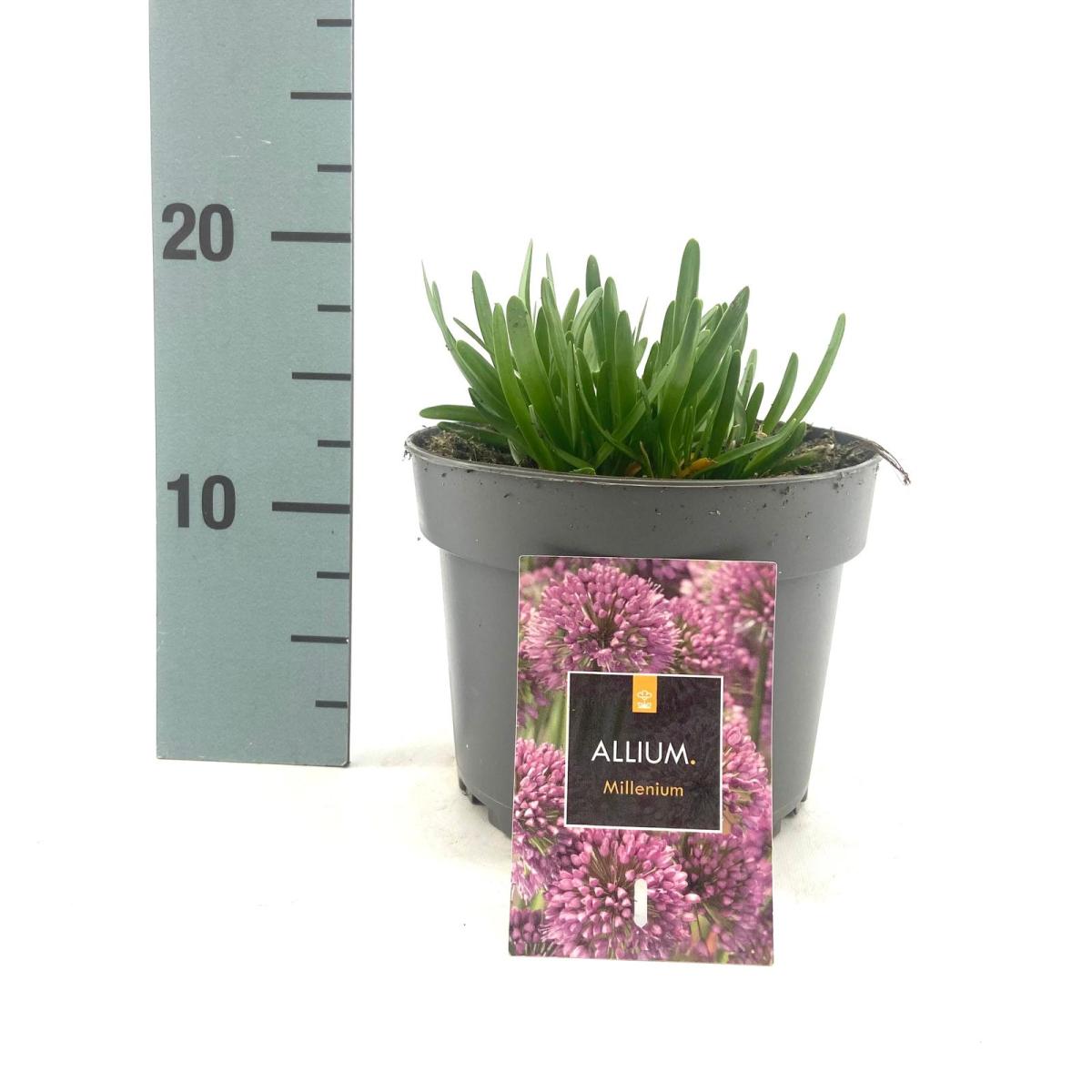 Allium 'Millennium' C2 