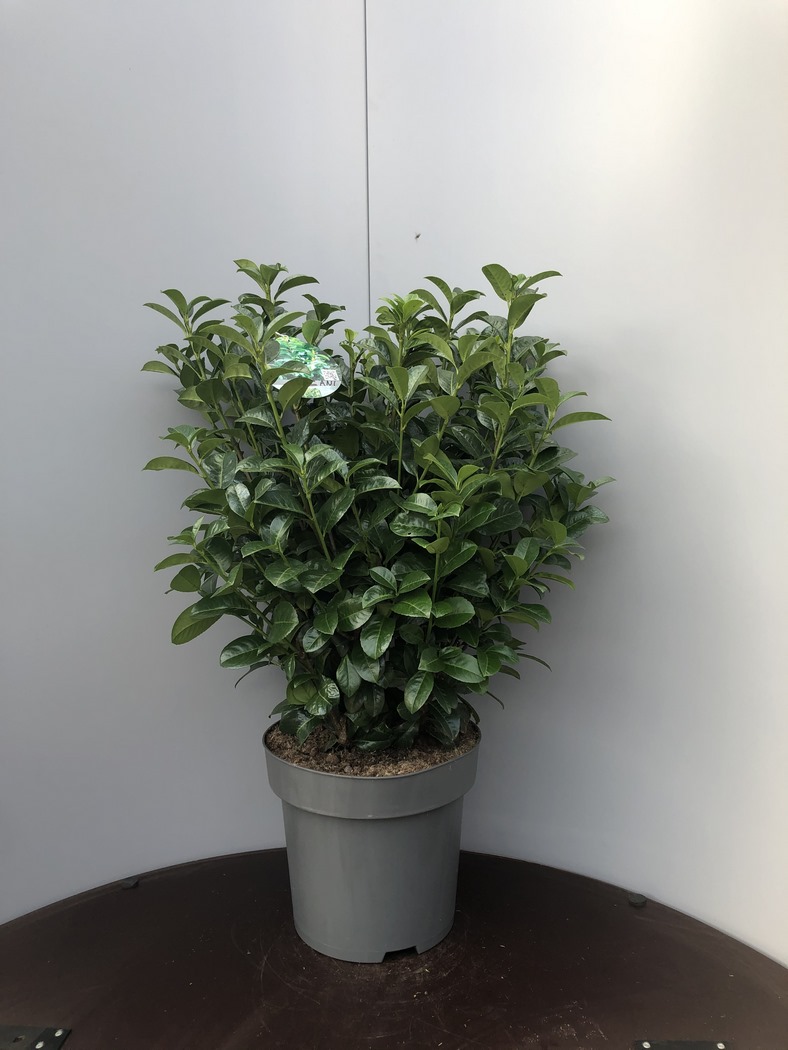 Prunus laurocerasus 'Ani'® C15 60/80