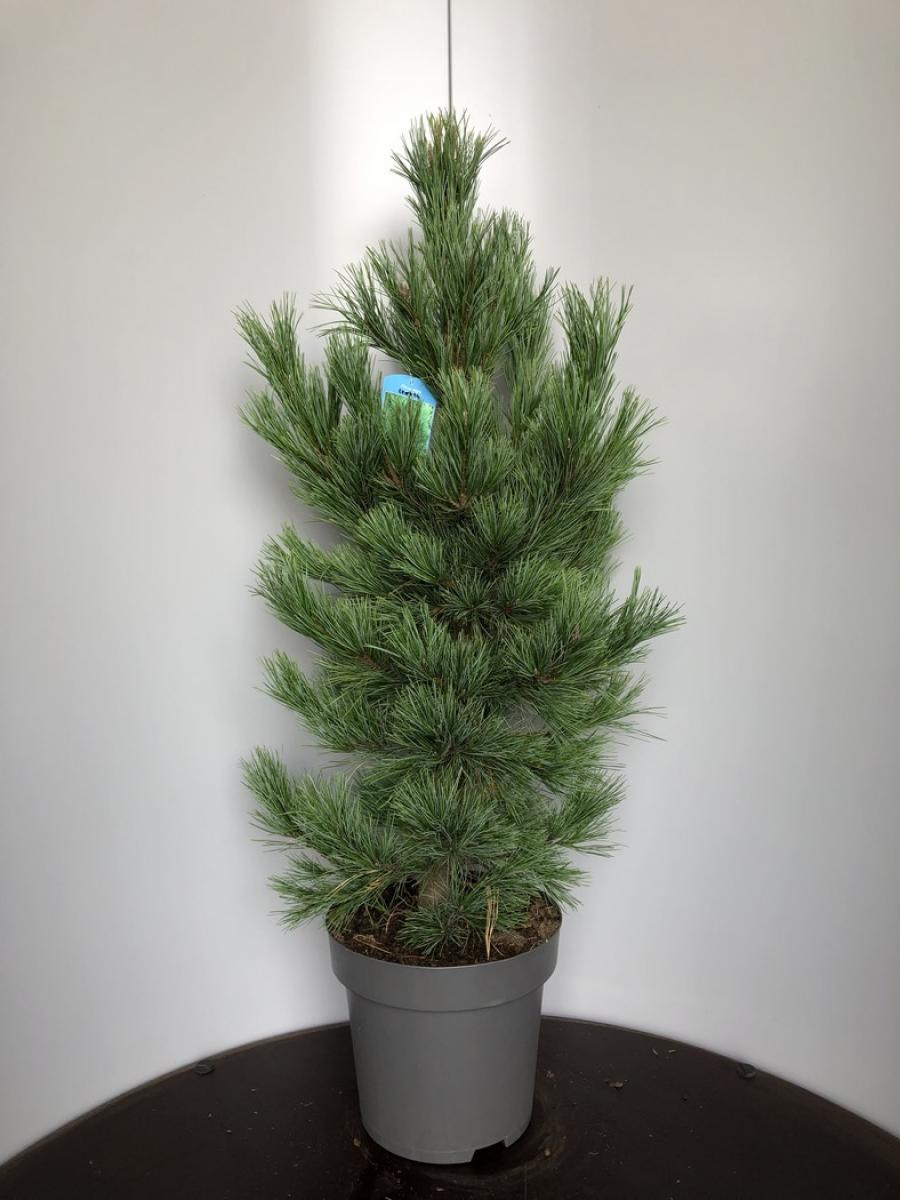 Pinus cembra C15 80/100