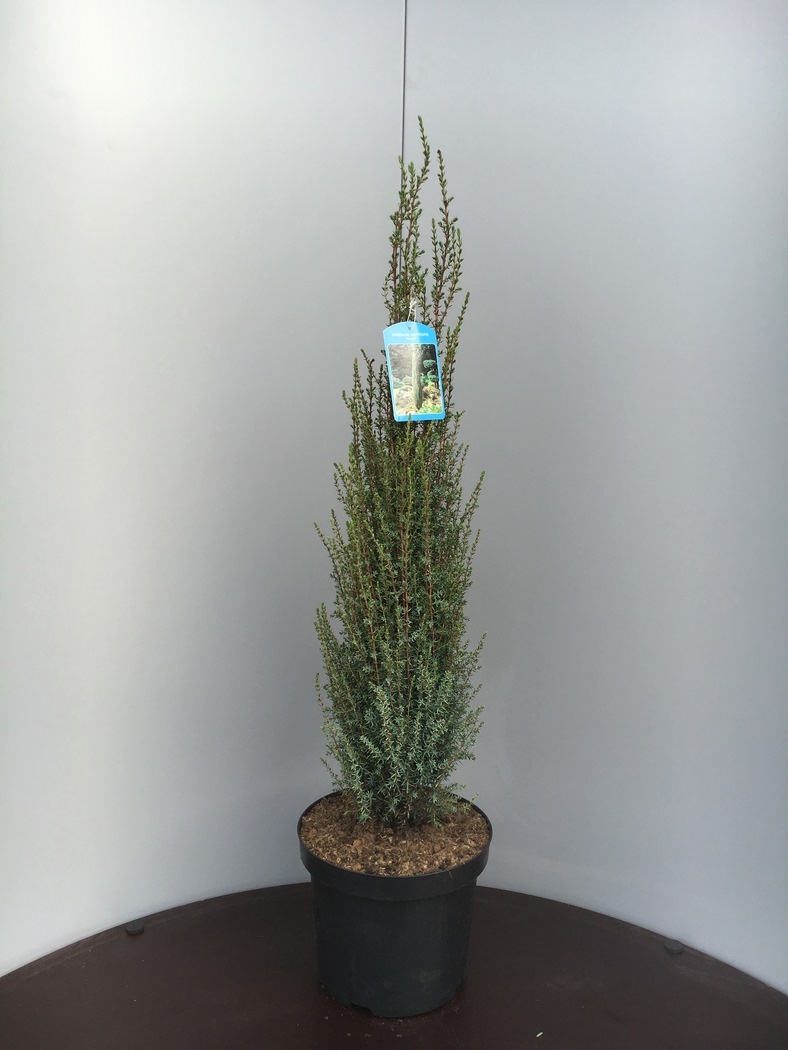 Juniperus communis 'Arnold' C7,5 60/70
