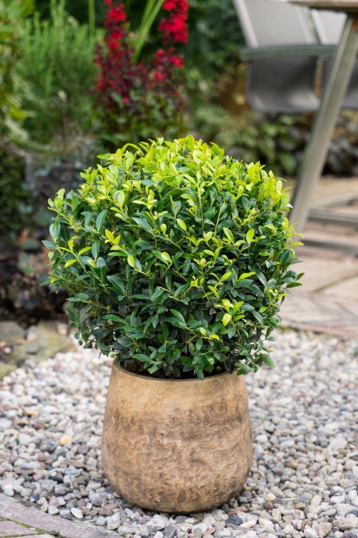 Ilex max. 'Impala' ® Kugel (3) C5, Ø30