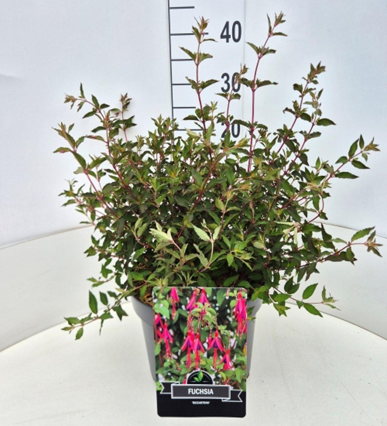 Fuchsia magel. 'Riccartonii' C10 40/50