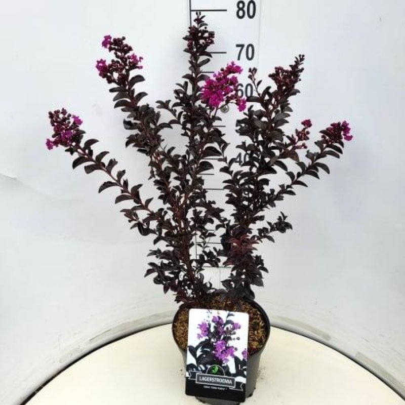 Lagerstroemia indica C10 40/50