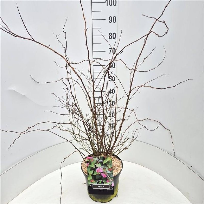 Neillia affinis C10 50/60