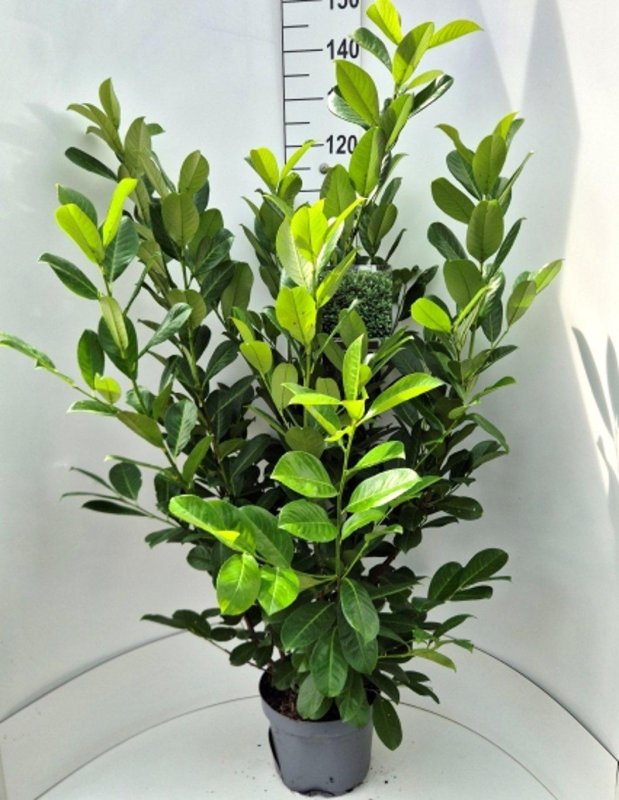 Prunus laurocerasus 'Rotundifolia' C10 70/80