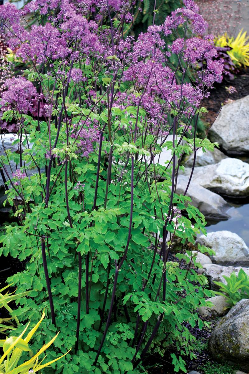 Thalictrum 'Black Stockings' C2 