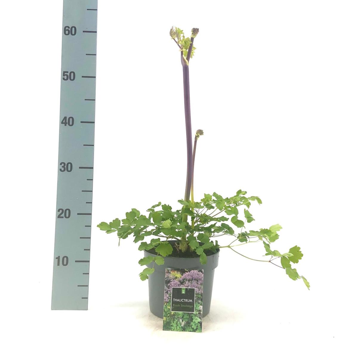 Thalictrum 'Black Stockings' C2 