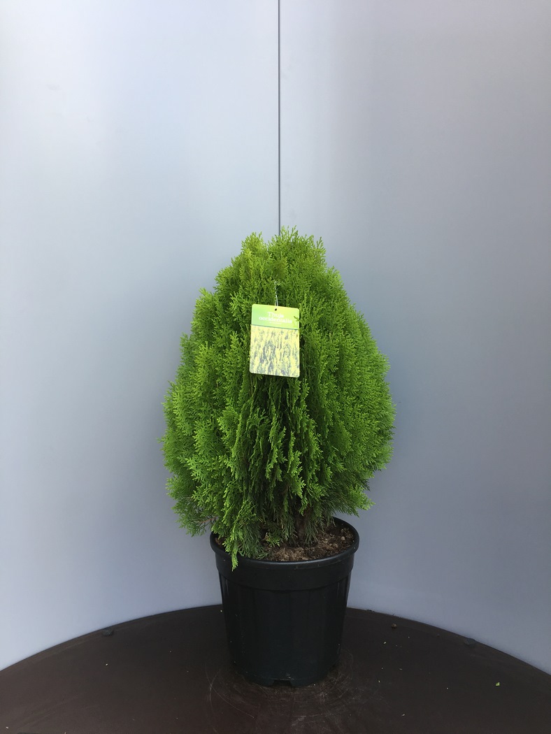 Thuja orientalis 'Aurea Nana' C12 60/70