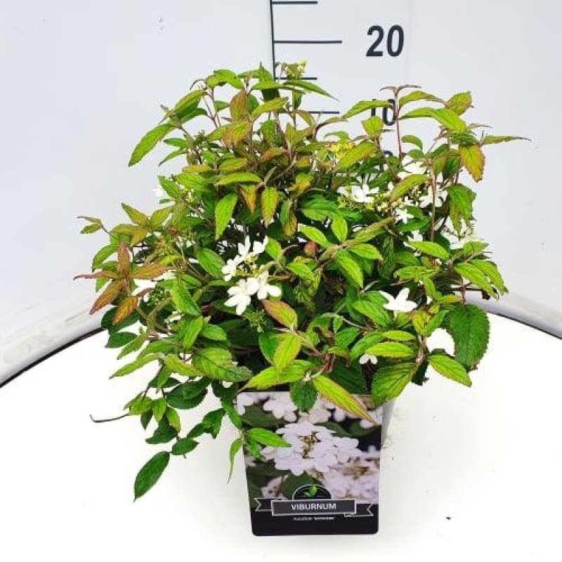 Viburnum plicatum 'Watanabe' C10 30/40