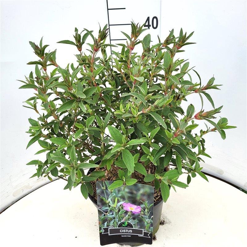 Cistus 'Silver Pink' C10 30/40