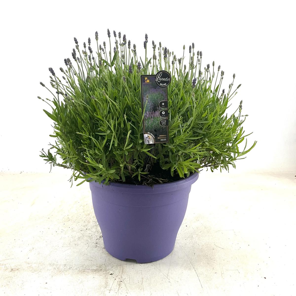 Lavandula ang. 'Hidcote Blue' (blau) C13 
