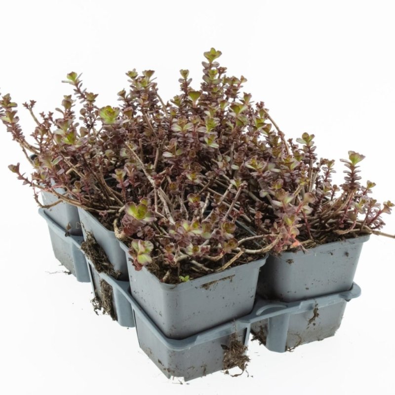 Sedum spurium 'Purple Winter' TB9x9 