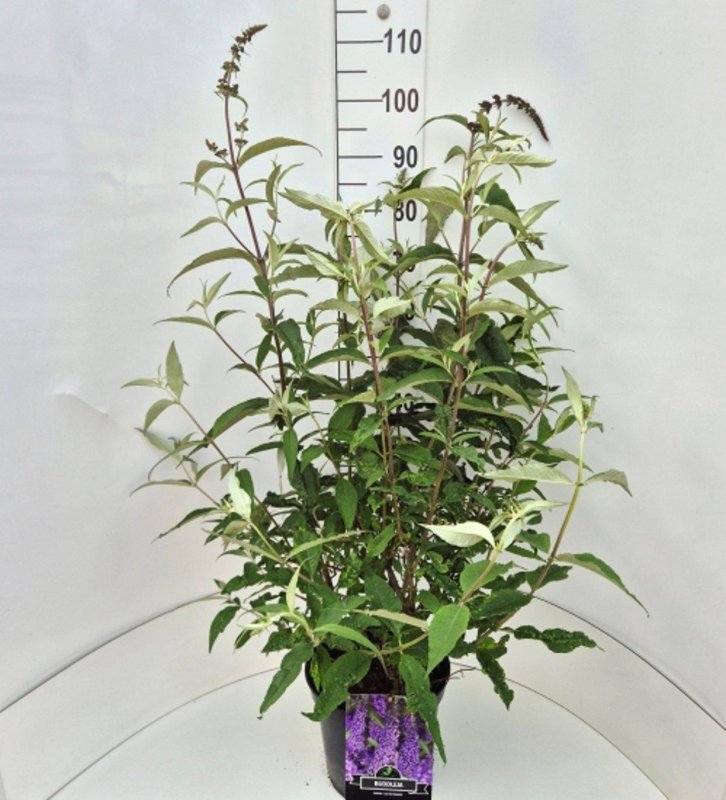 Buddleja dav. 'Ile de France' C10 30/40