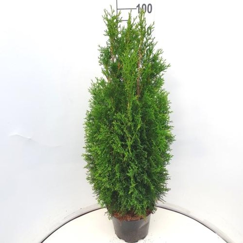 Thuja occidentalis 'Smaragd' C10 100/125