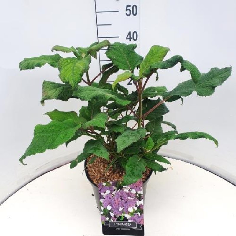 Hydrangea aspera 'Macrophylla' C10 80/100
