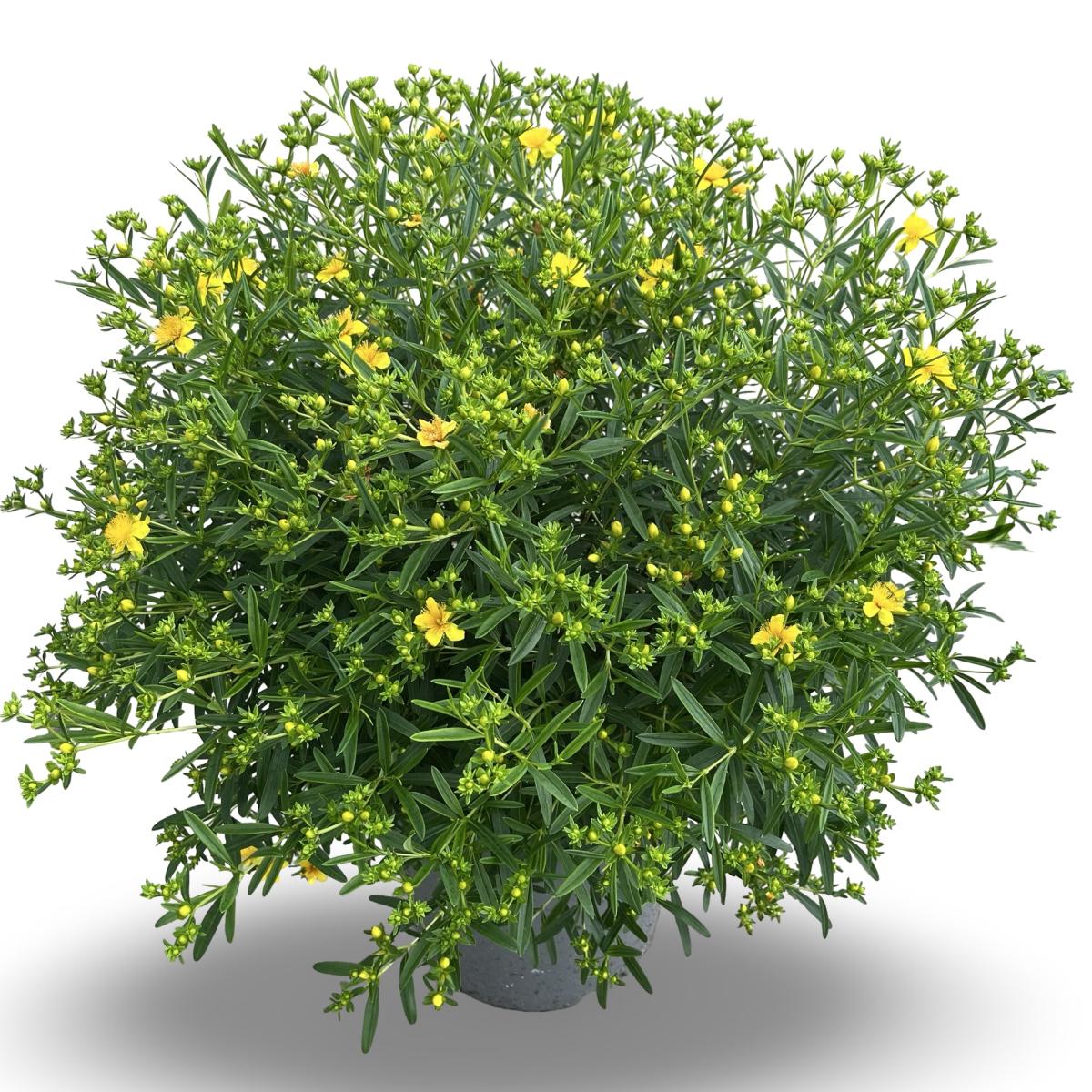 Hypericum kalmianum Sunny Boulevard C12 50/60