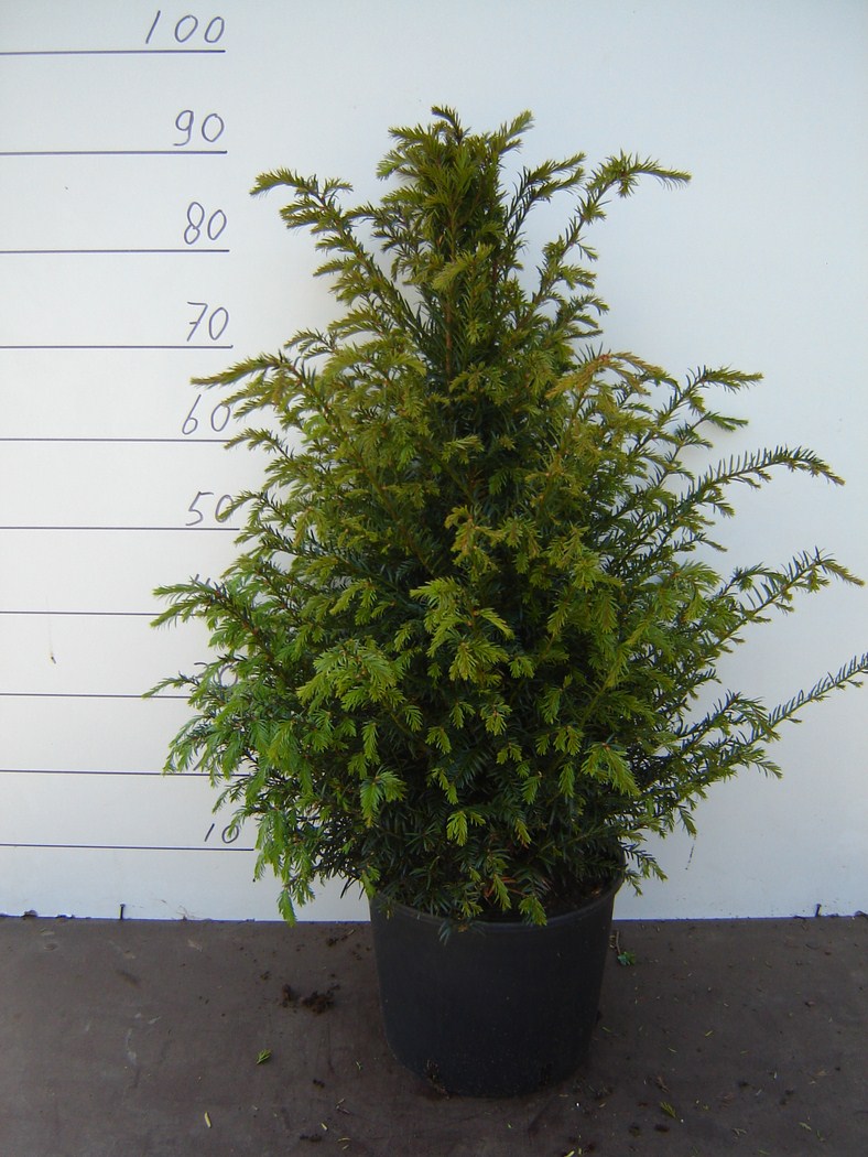 Taxus baccata C7.5 70/90