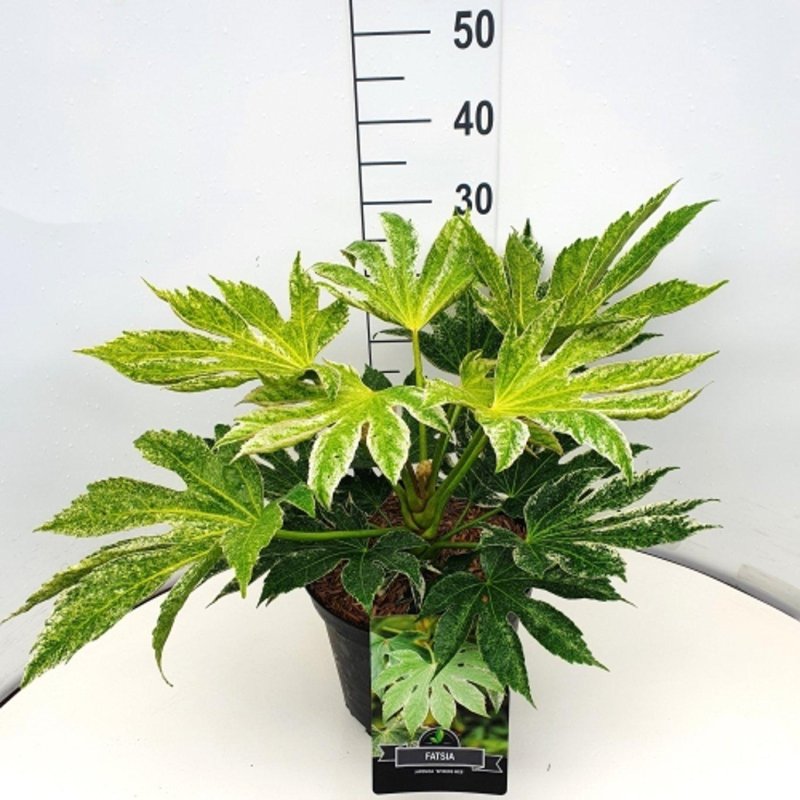 Fatsia japonica 'Spider's Web' C10 30/40