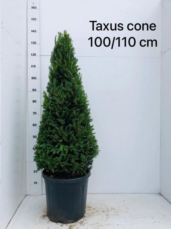 Taxus Kegel (7) C20, 100/110