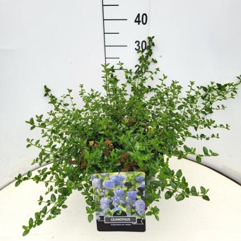 Ceanothus thyrsiflorus repens C10 30/35