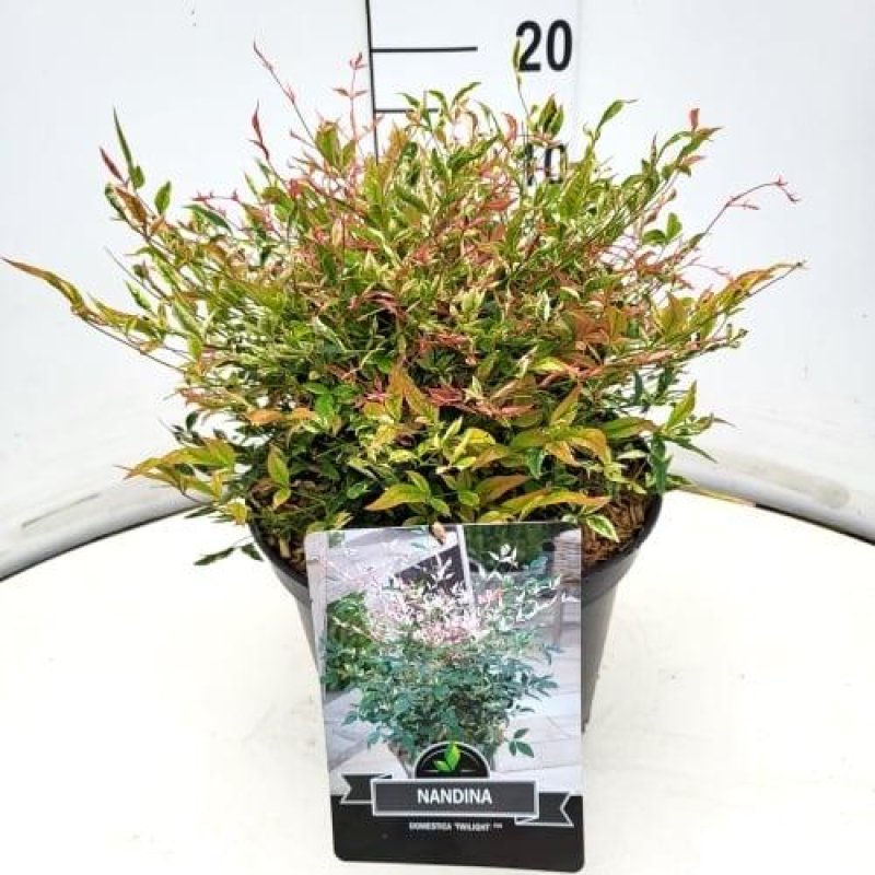 Nandina domestica 'Twilight' C10 30/40
