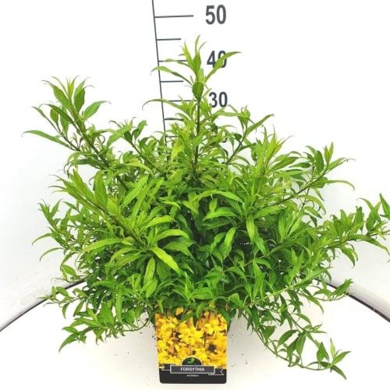 Forsythia x intermedia 'Courtasol' C10 30/40