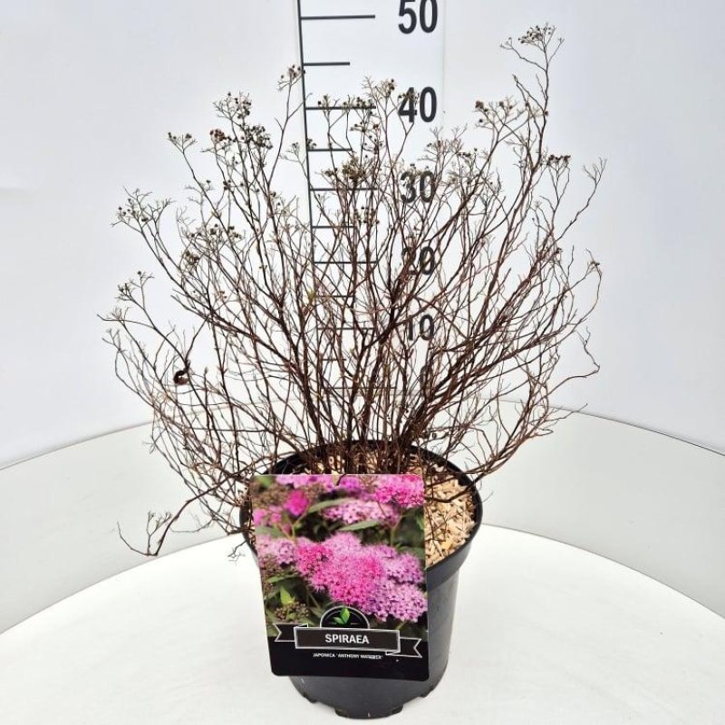 Spiraea bum. Anthony Waterer (rot) C10 30/40