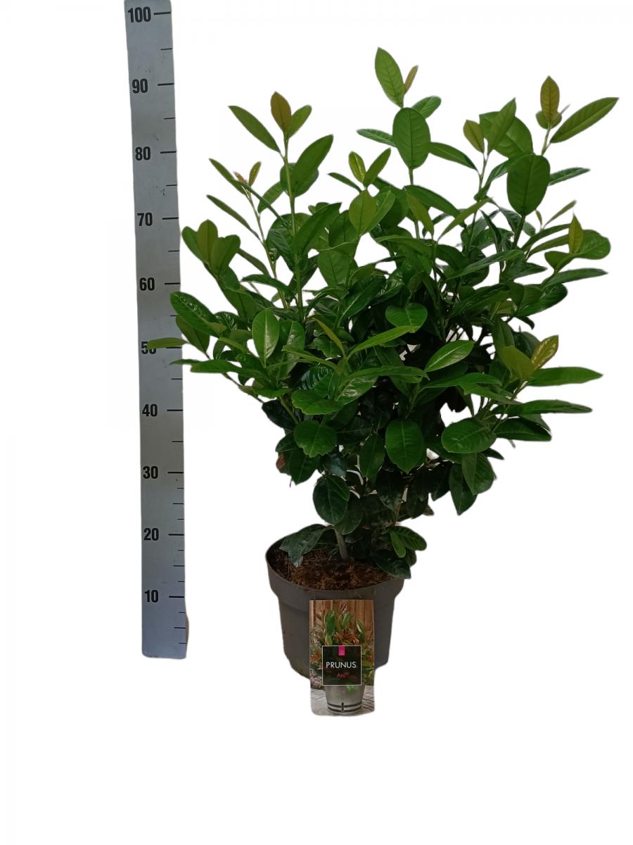 Prunus laurocerasus 'Ani'® C5 40/60