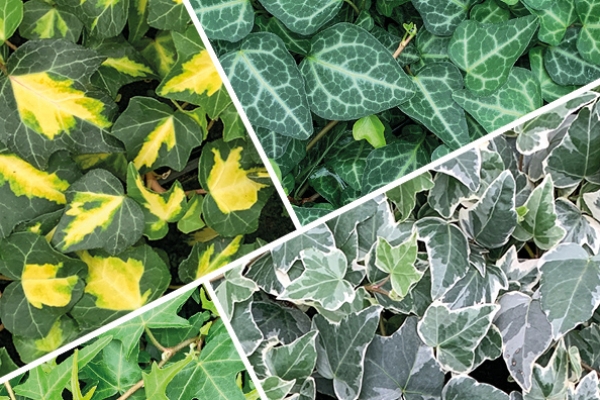 Hedera
