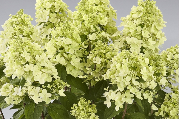Rispenhortensien (paniculata)