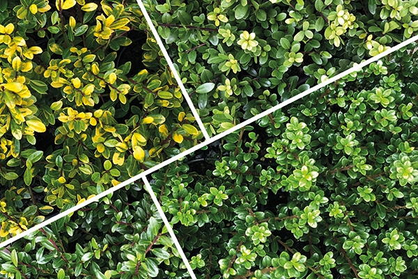Ilex