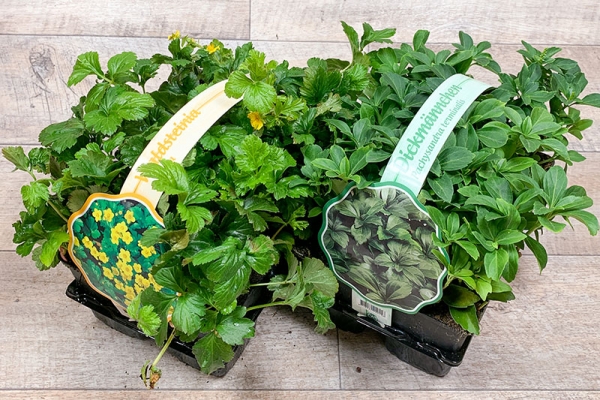 Bodendecker/ Stauden 6er Pack