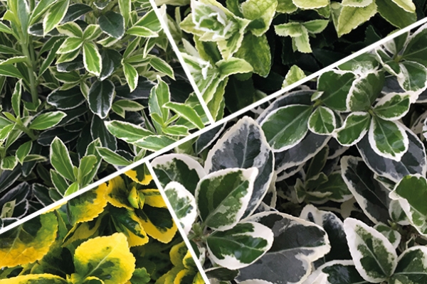 Euonymus japonica