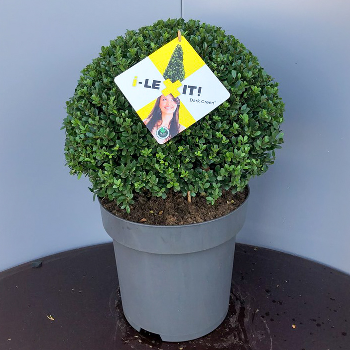 Ilex 'Dark Green'® Kugel (7) C15, Ø40/45