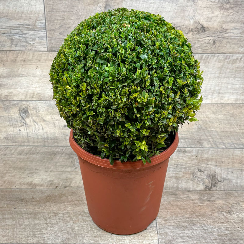 Buxus (1) Kugel C5 Ø25