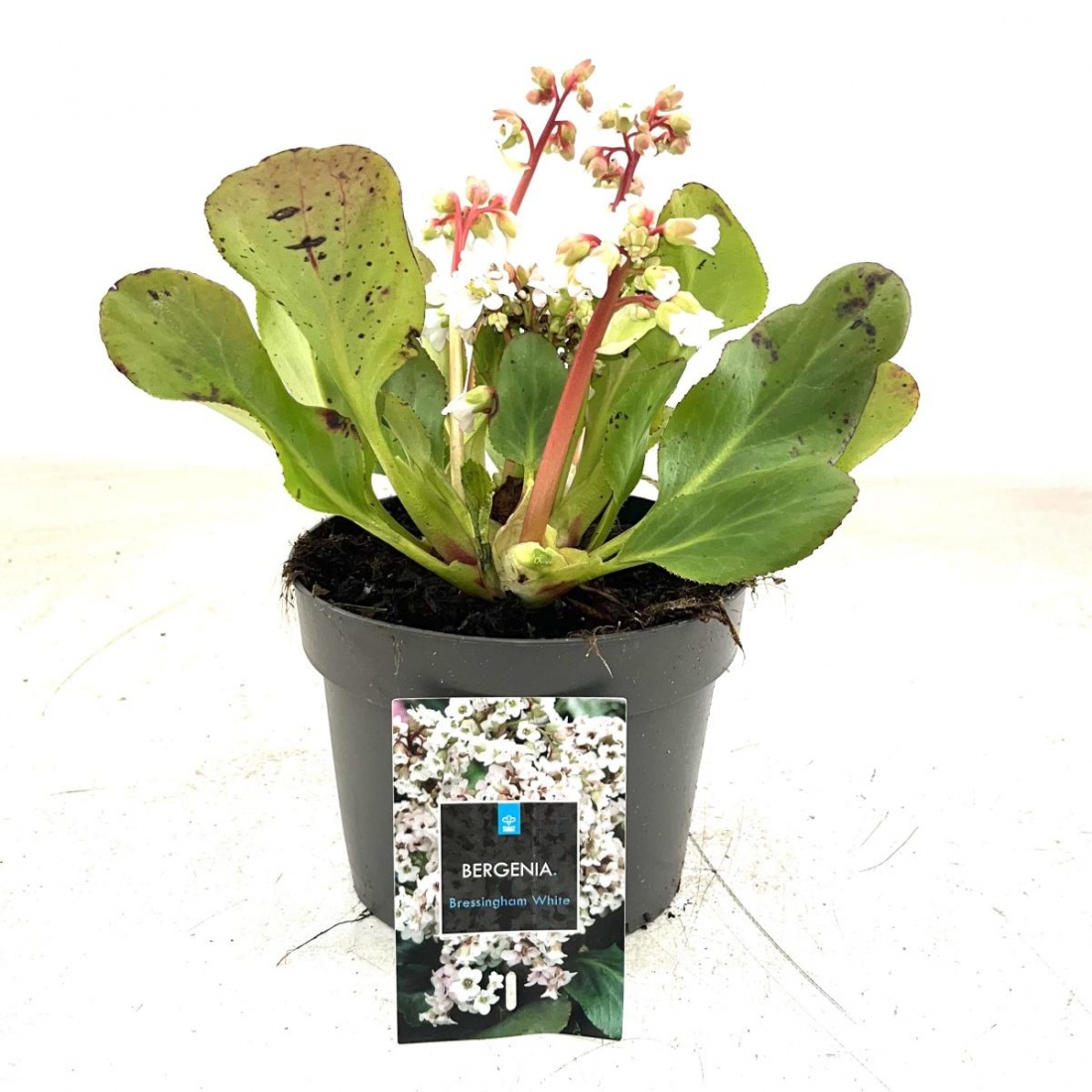 Bergenia cordifolia 'Bressingham White' C2 