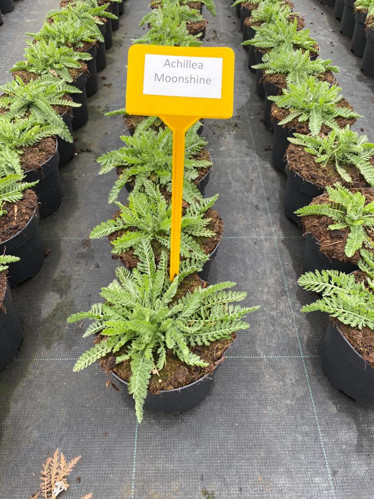 Achillea clypeolata 'Moonshine' C2 