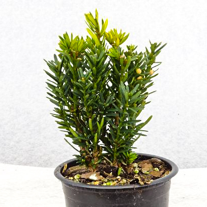 Taxus media 'Hillii' P0,5 8/12